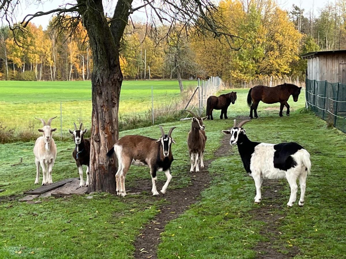 Ferienhof Olbasee Kleinsaubernitz Esterno foto