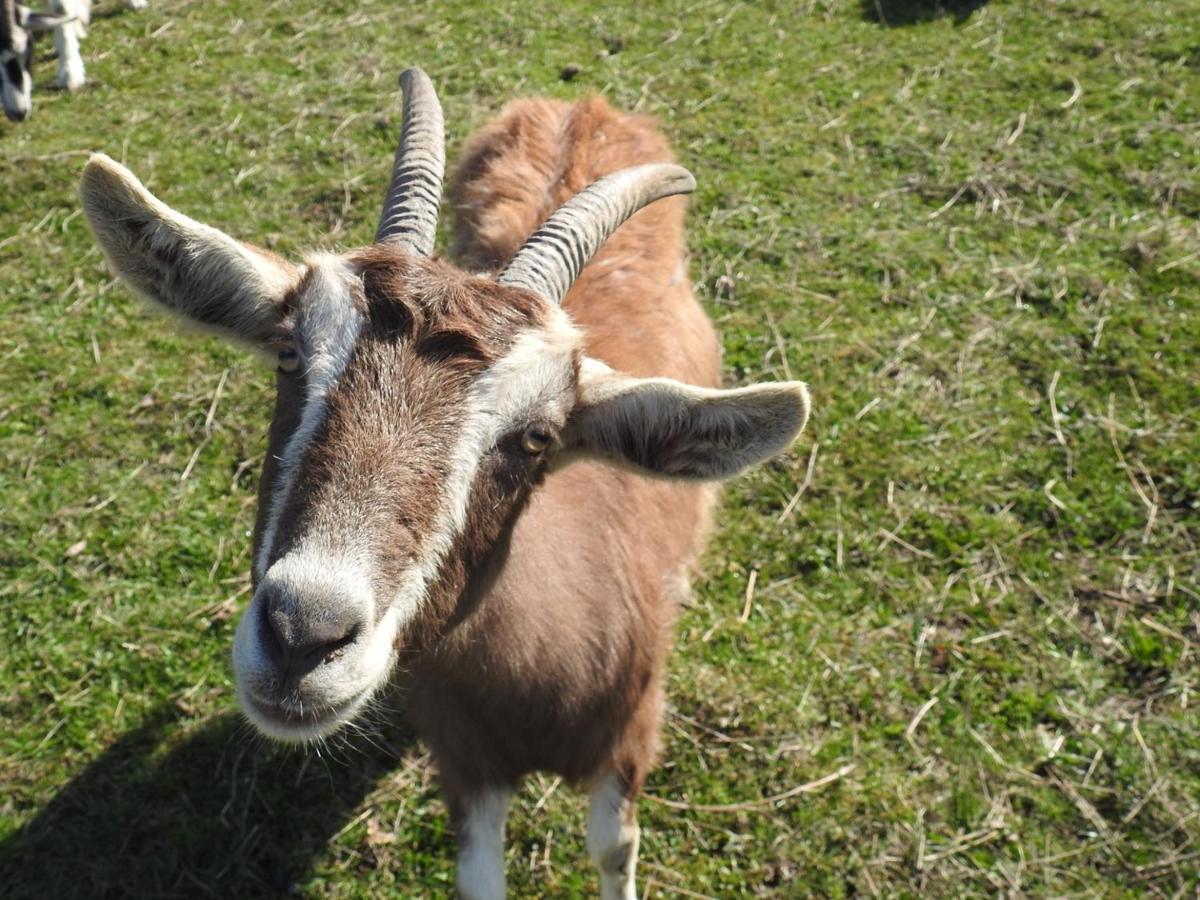 Ferienhof Olbasee Kleinsaubernitz Esterno foto