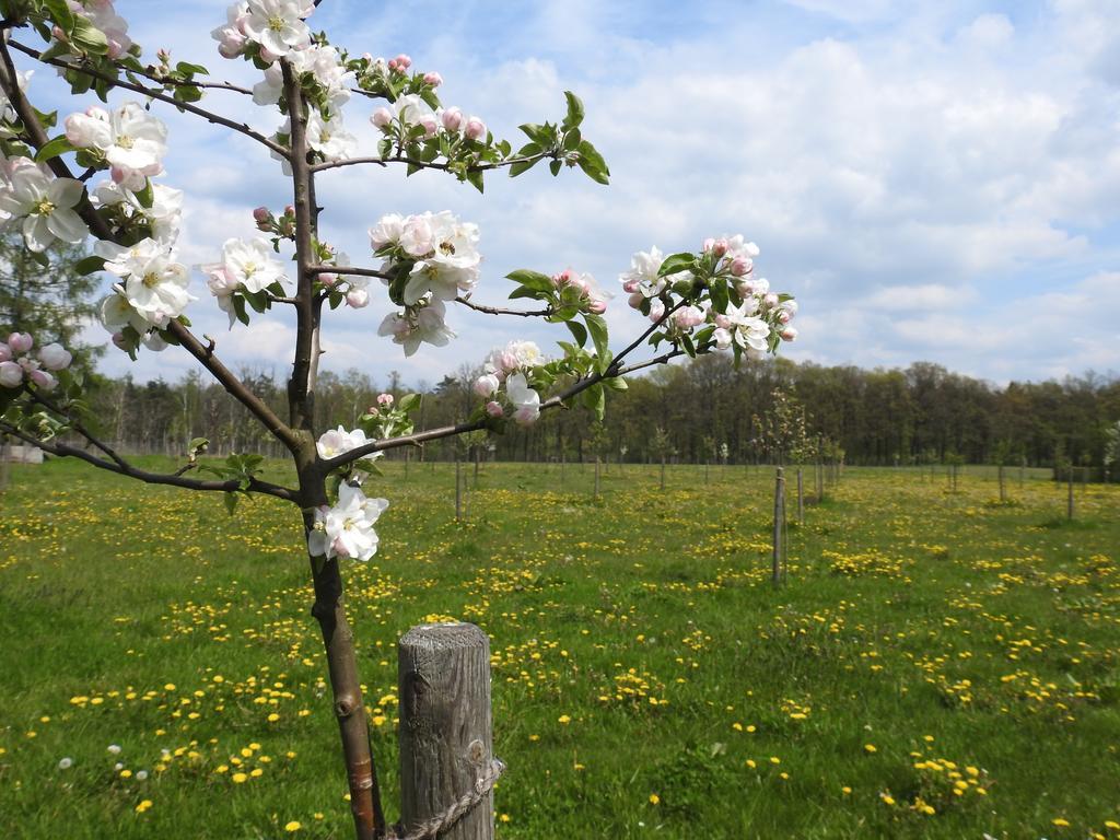 Ferienhof Olbasee Kleinsaubernitz Esterno foto